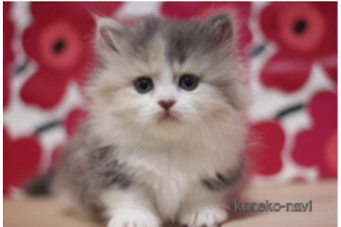 成約済の東京都のマンチカン(短足)-74021の3枚目